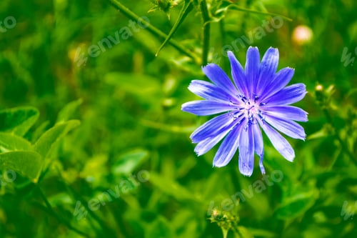 Preview: Bright Flowers Of Chicory On The Background Of The Summer Landscape.