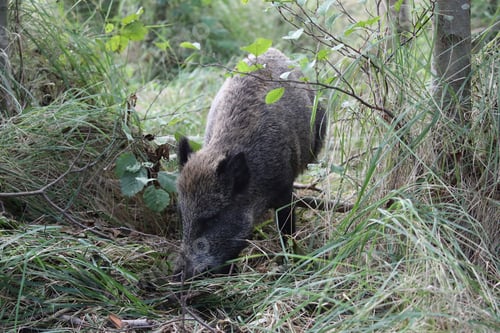 Preview: Wild Boar (Sus Scrofa) Western Pomerania Lagoon Area National Park Germany