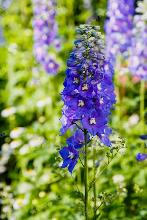 Preview: Blue Delphinium Flower In Garden