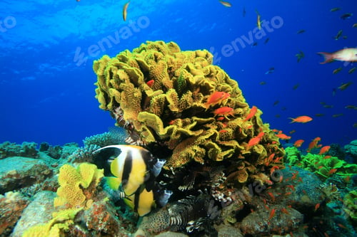 Preview: Leaf Coral And Bannerfish,Lionfish,Grouper And Anthias