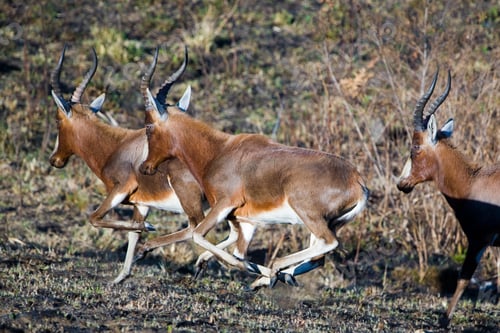 Preview: Blesbok Antelopes (Damaliscus Pygargus) In The Malolotja Nature Reserve, Swaziland