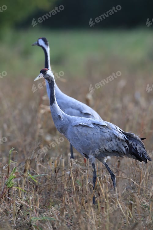 Preview: Common Cranes In The Field Mecklenburg Germany