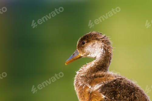 Preview: Duck Portrait. Colorful Nature Background. Common Duck: Red Crested Pochard.