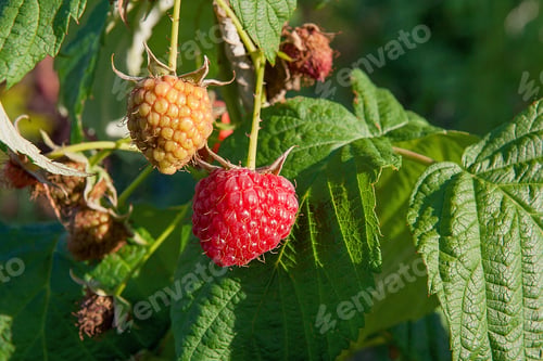 Preview: Lots Of Red Ripe Raspberries On A Bush. Close Up Of Fresh Organic Berries With Green Leaves On