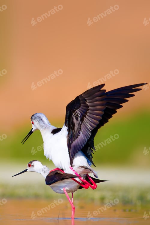 Preview: Cute Long Legged Birds. Bird Mating. Colorful Nature Background.