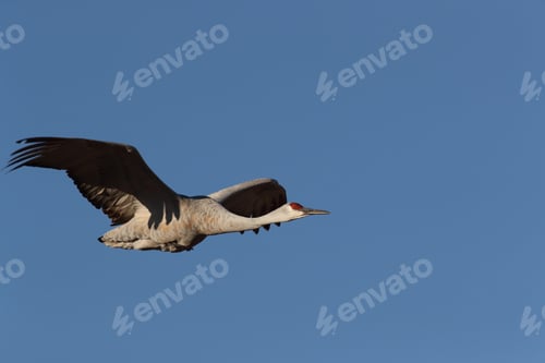 Preview: Sandhill Crane Bosque Del Apache Wildlife Reserve New Mexico In Winter , Usa