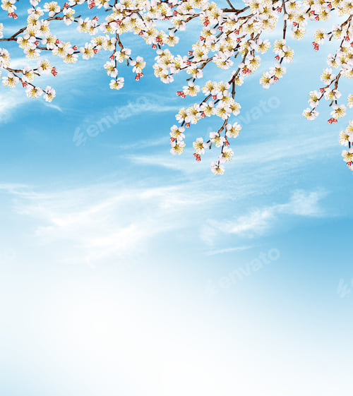Preview: Flowering Branch Of Apricot
