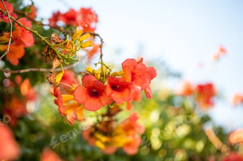 Preview: Campsis Radicans - Plant With Flowers