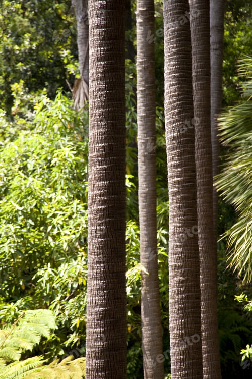 Preview: Scene In Portugal / Island Of Madeira