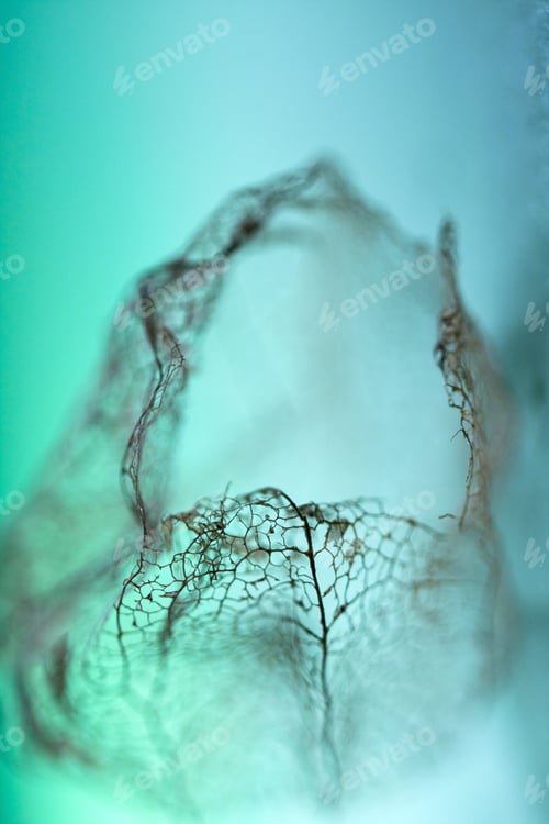 Preview: Filigree Texture Of Physalis Alkekengi Fruit