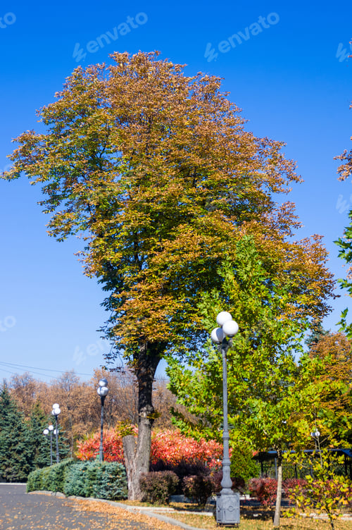 Preview: Autumn Urban Landscape On A Sunny Day - Yellow Autumn Trees In The Park, Colorful Red And Orange