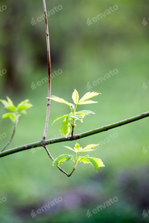 Preview: Light Green Leaves On Dark Green, Natural Background