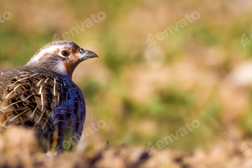 Preview: Partridge. Green Brown Nature Background. Bird: Grey Partridge. Perdix Perdix.