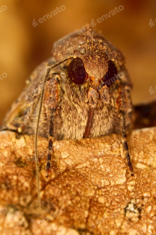 Preview: Portrait Head Of Clothes Moth. Macro Photography. Natural Yellow Background.