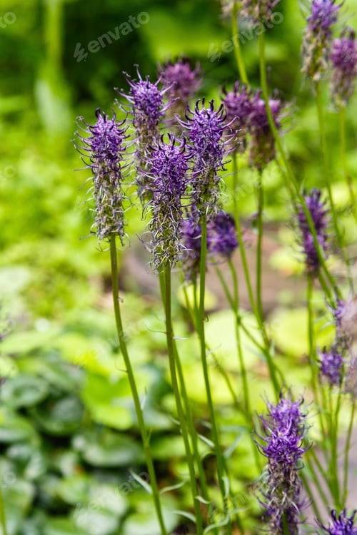 Preview: Spiked Rampion (Phyteuma Nigrum) , Unique Rare Plants In The Garden.