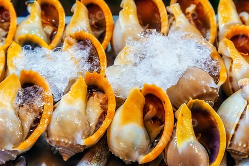 Preview: Fresh Shellfish Conch Frozen Ice Fish Market Background
