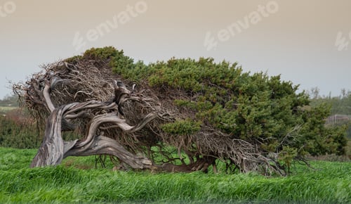 Preview: Lonely Pine Tree In The Middle Of The Green Field.