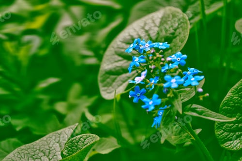 Preview: Me-Nots Wildflowers On The Background Of The Summer Landscape.