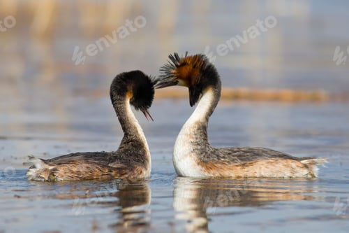 Preview: Couple Birds. Blue Water Background. Bird: Great Crested Grebe. Podiceps Cristatus.