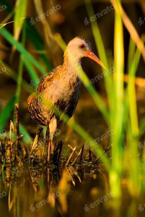 Preview: Water Rail. Natural Habitat. Natural Background.