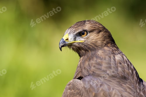 Preview: Bird Of Prey. Green Nature Background. Bird: Long Legged Buzzard. Buteo Rufinus.