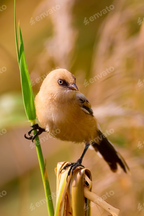 Preview: Cute Little Bird. Natural Background