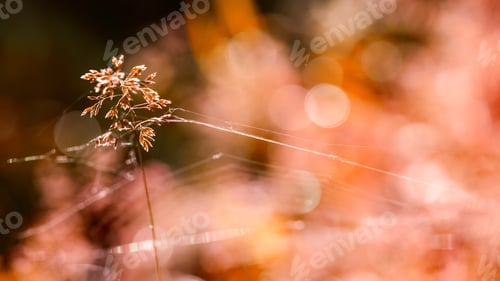 Preview: Green Plants Isolated On Natural Background With Beautiful Bokeh And Contour Light