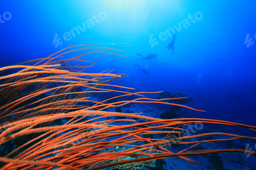 Preview: Sea Whip Coral With Divers In Background