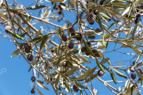 Preview: Olives Picking At Bethlehem Of Galilee, Israel