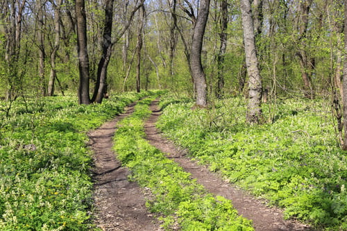 Preview: Rut Road In Spring Green Forest