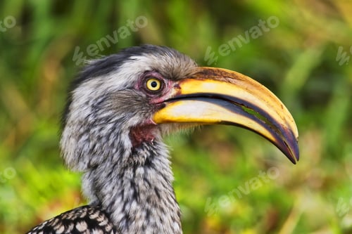 Preview: Yellow-Billed Hornbill, Kruger National Park, South Africa