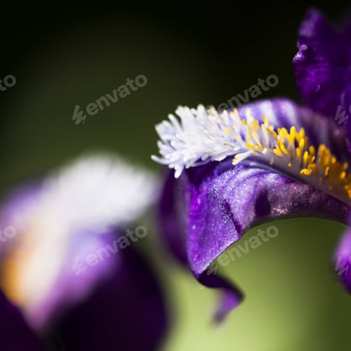 Preview: Details From A Beautiful, Dark Blue, Iris Flower With Natural Background
