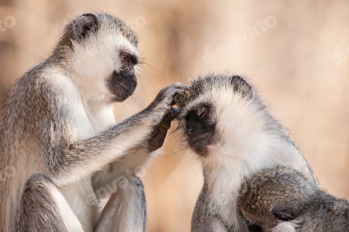 Preview: Vervet Monkeys (Chlorocebus Pygerythrus) In Kruger National Park, South Africa