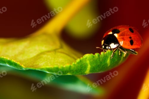 Preview: Cute Animal Ladybird. Natural Background.