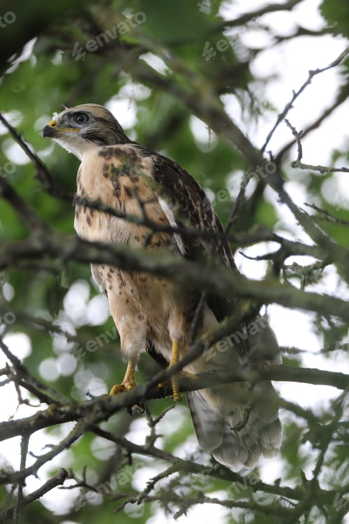 Preview: Young Buzzard Common Buzzard (Buteo Buteo)