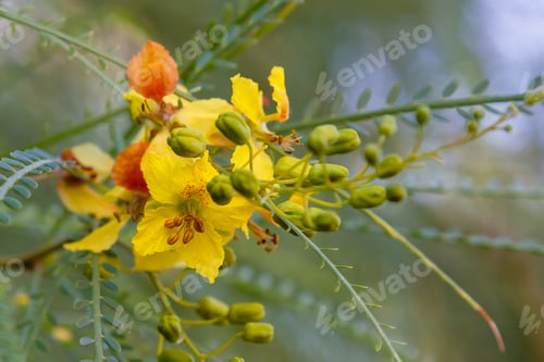 Preview: Cercidium: Mexican Palo Verde Tree(Parkinsonia Aculeata)This Native Of The Deserts Of Arizona Is A