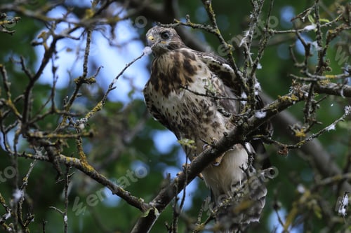 Preview: Young Buzzard Common Buzzard (Buteo Buteo)