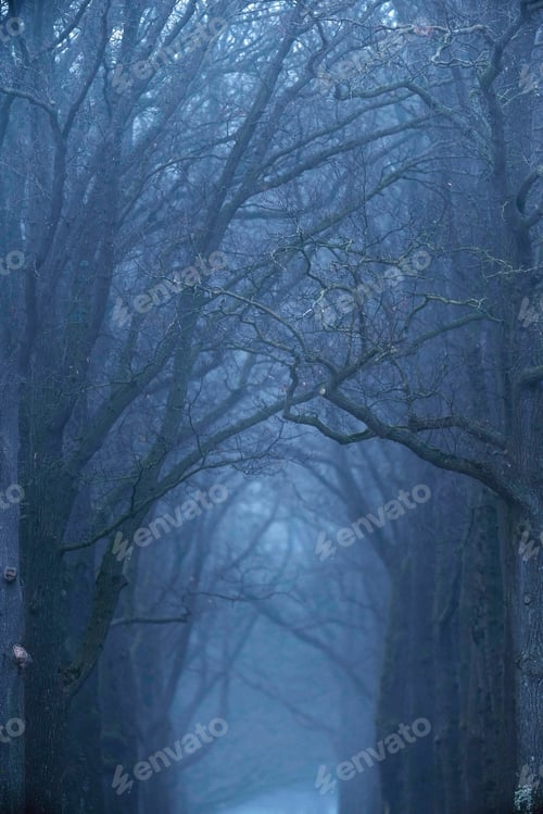 Preview: Misty Forest Lane In The Winter.