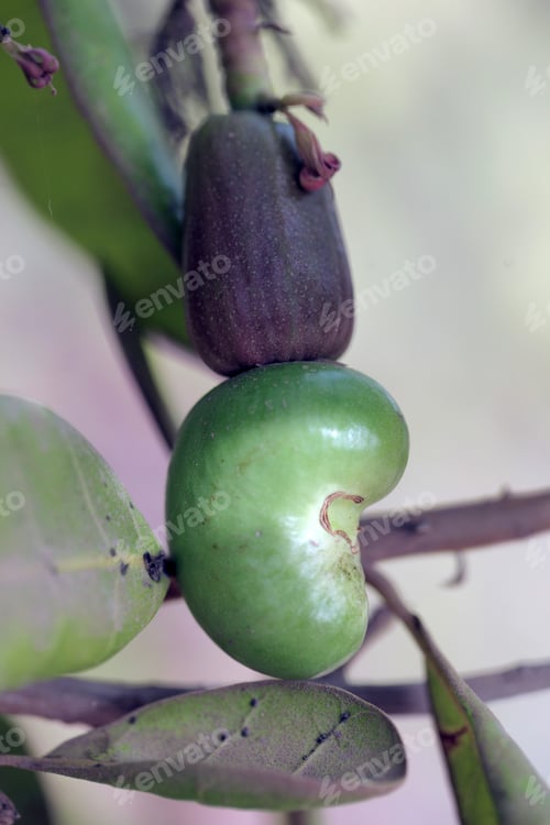 Preview: Vertical Macro Photography Of A Single Green Cashew Nut In A Shell With Fruit And Flowers - Apple