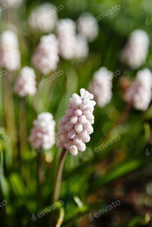 Preview: Muscari Sort Pink Sunrise In Spring Garden. Muscari Is Spring Bulbous Flowers