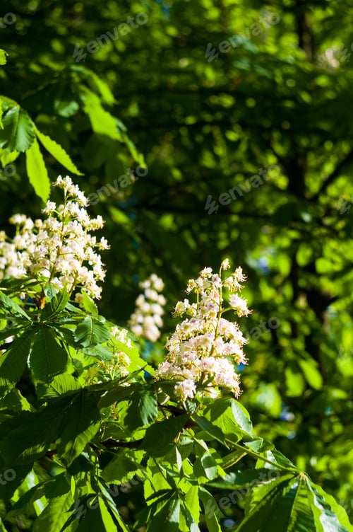 Preview: Flowering Branches Of Chestnut Castanea Sativa Tree, And Bright Blue Sky