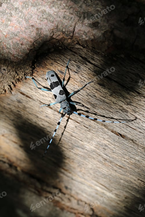 Preview: Rosalia Longicorn (Rosalia Alpina) Or Alpine Longhorn Beetle Swabian Jura Germany