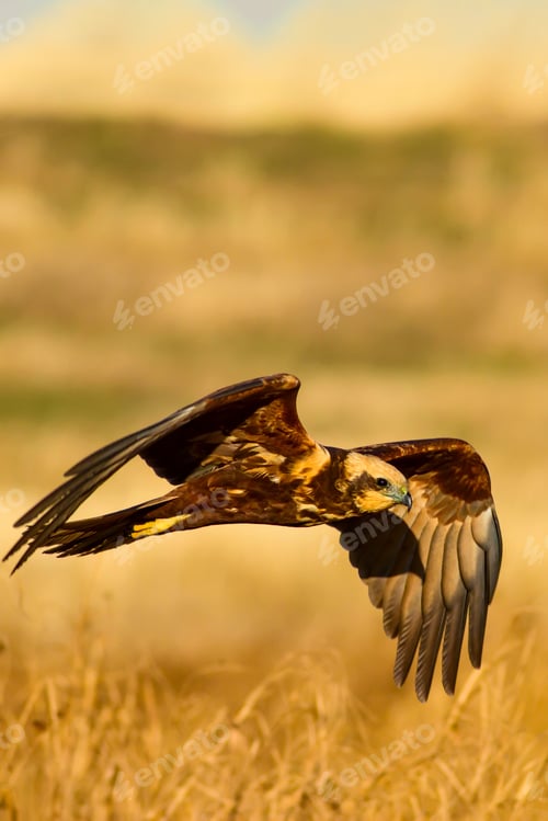 Preview: Flying Wild Bird. Yellow Nature Background.