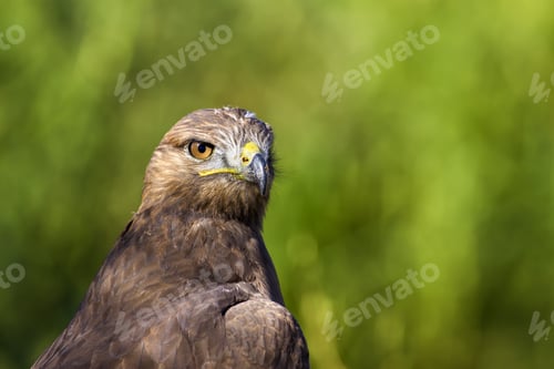 Preview: Bird Of Prey. Green Nature Background. Bird: Long Legged Buzzard. Buteo Rufinus.