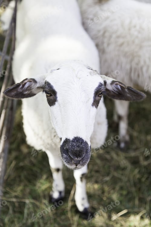 Preview: Sheep In Captivity, Detail Of An Exhibition At A Trade Livestock, Wool Producing Animal