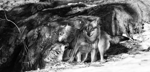 Preview: Wolves In The Bavarian Forest National Park, Bavaria, Germany