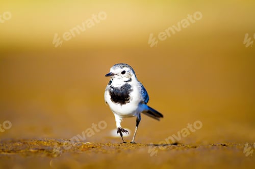 Preview: Cute Bird. Black White Little Bird. Yellow, Nature Background. White Wagtail / Motacilla Alba