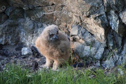 Preview: Young Eagle Owl, Saxony, Germany