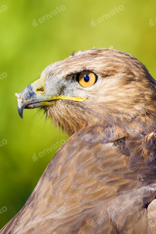 Preview: Bird Of Prey. Buzzard Portrait. Green Nature Background. Bird: Long Legged Buzzard. Buteo Rufinus.