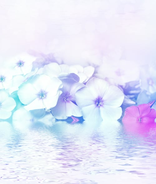 Preview: Phlox Flowers